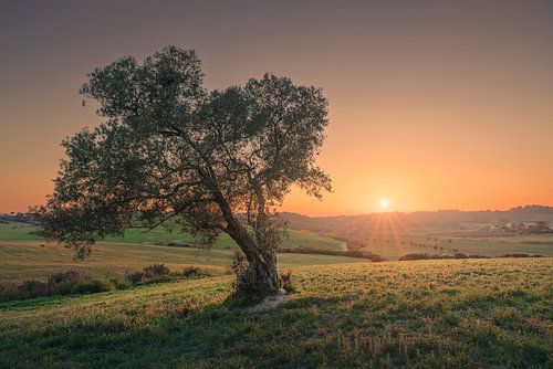 Zonsondergang boven een olijfboom in Toscane