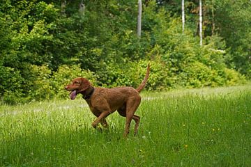 Dans la prairie avec un Magyar Vizsla brun à poil dur.