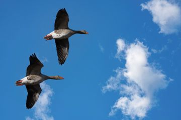 Geese flight by Marcel Kieffer