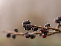 nature is ripe