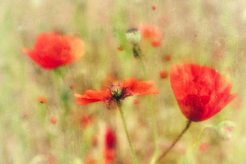 Une approche créative d'un champ de coquelicots sur Greetje van Son