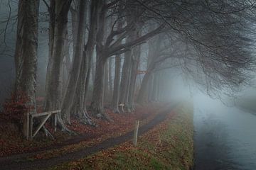 Arbres sombres, brouillard et eau