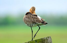 Grutto in de polder
