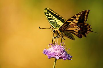 Koninginnenpage Vlinder van Chantalla Photography