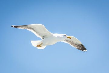 Une mouette en vue d'oiseau sur Marjolijn Barten