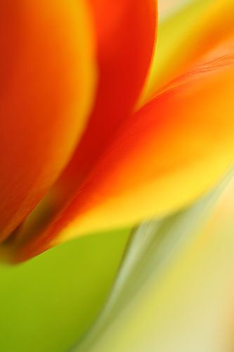 Nahaufnahme einer Tulpe