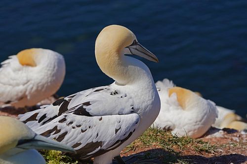 Broedende jan-van-genten op het eiland Helgoland.