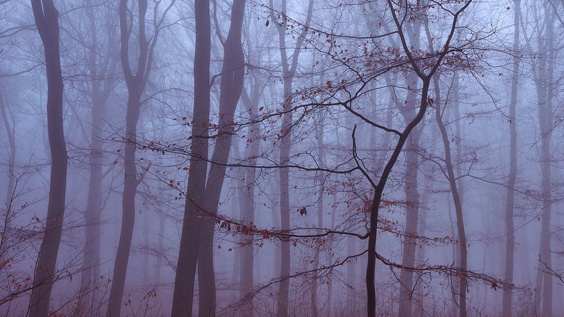 Minimalistic photo of a young tree in the fog by Epic Photography