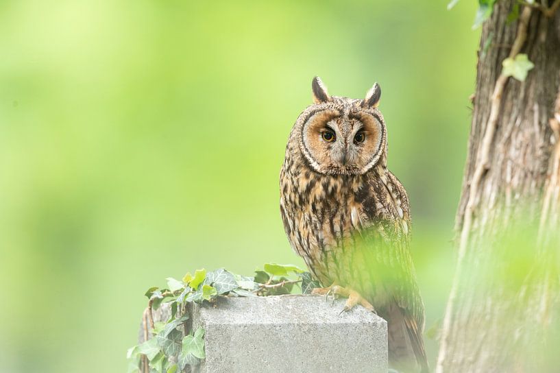 Long-eared owl (Asio otus) by Vienna Wildlife
