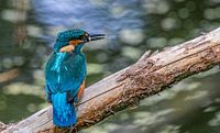 Juveniele Ijsvogel met visje