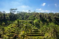 Tegallalang rijstterrassen in de omgeving van Ubud op Bali, Indonesië van Tjeerd Kruse thumbnail