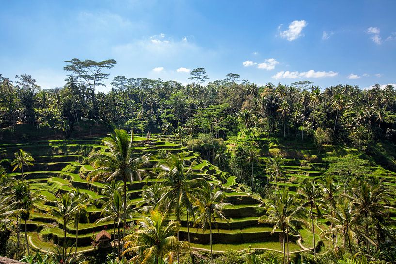 Tegallalang rijstterrassen in de omgeving van Ubud op Bali, Indonesië van Tjeerd Kruse