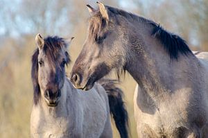 Zwei Pferde auf dem Palmerswaard