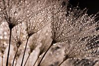 Droplets sparkle in the light
