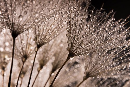 Druppeltjes schitteren in het licht