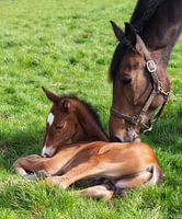 Paarden Liefde. 