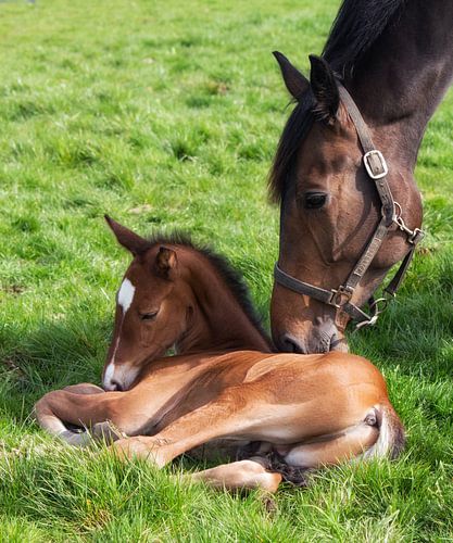 Paarden Liefde. 