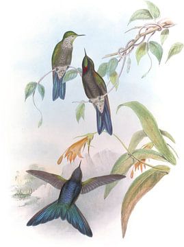 Stanley's Thorn-Bill, John Gould van Hummingbirds