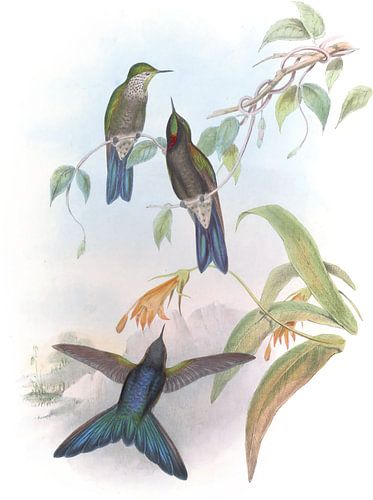 Stanleys Thorn-Bill, John Gould