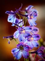 Blue Larkspur