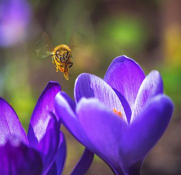 Bij die naar een paarse krokusbloem vliegt