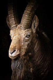 Indrukwekkende Steenbok Ram met grote elegante hoorns van Wildlife Designs