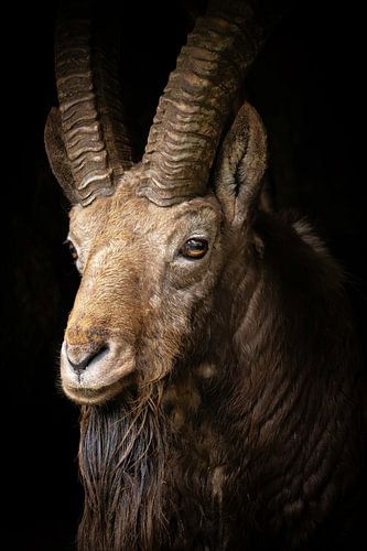 Indrukwekkende Steenbok Ram met grote elegante hoorns van Wildlife Designs