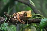 Frosch in Panama von Karel Frielink Miniaturansicht