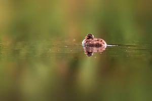 Zwergtaucher auf einem Teich von Mario Plechaty Photography