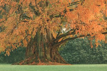 De oude grote herfst boom