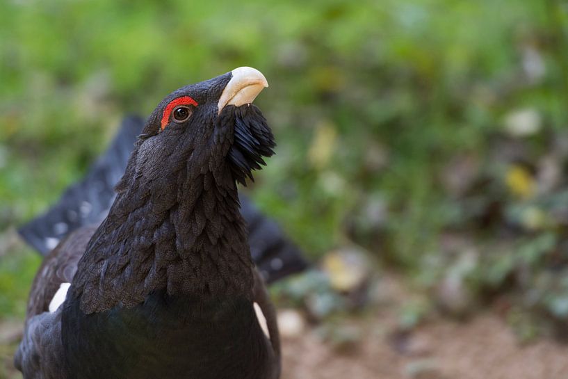 Grand tétras ( Tetrao urogallus ), gros plan détaillé d'un coq reproducteur, Europe. par wunderbare Erde
