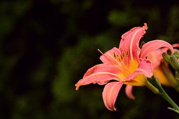 Close up of an orange lily by Ulrike Leone