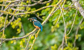 Eisvogel mit seiner Beute im Schnabel. von Brian Morgan