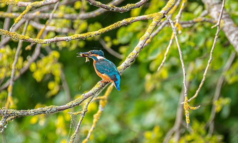 Kingfisher with its booty in its beak. by Brian Morgan
