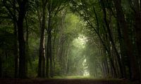 High summer dark forest