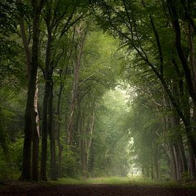 Hoogzomer donker woud van Henk Groenewoud
