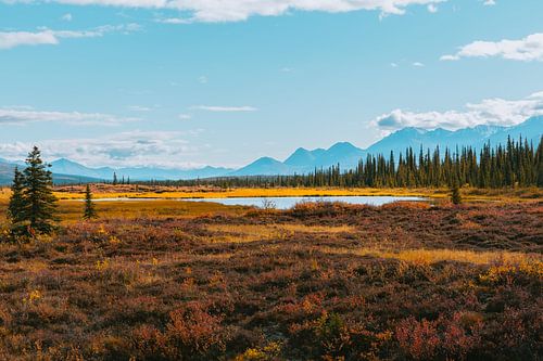 Denali National Park