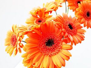 Gerbera van Erik-Jan ten Brinke