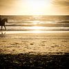 Paardrijden aan de kust tijdens zonsondergang | Nederland van Diana van Neck Photography