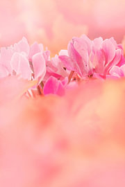 The splendour of Cyclamen.