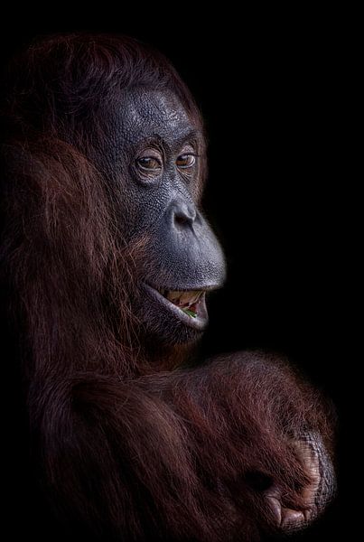 Grappige orang oetan gezicht par Ron Meijer Photo-Art