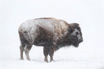 in de sneeuwstorm... Amerikaanse bizon *Bison bizon* van wunderbare Erde