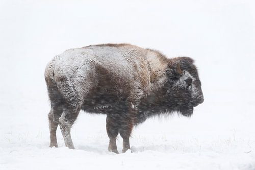 American Bison  *Bison bison*  covered with snow and ice during heavy snowfall, Yellowstone, USA by wunderbare Erde