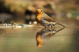 Roodborst met zijn spiegelbeeld