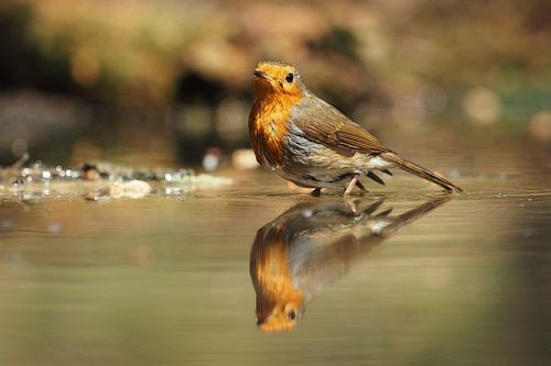 Roodborst met zijn spiegelbeeld