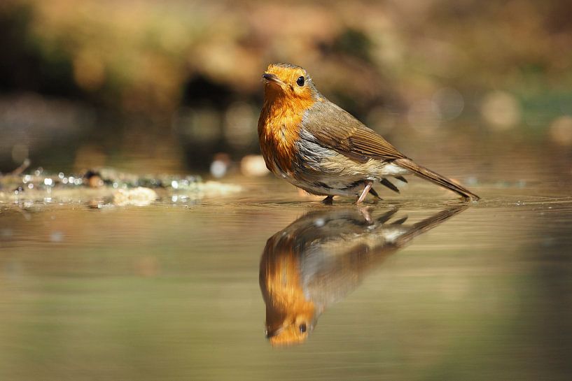 Roodborst met zijn spiegelbeeld von Astrid Brouwers