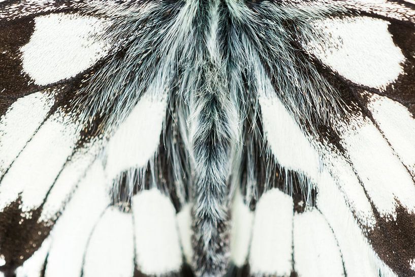 The checkerboard by Danny Slijfer Natuurfotografie