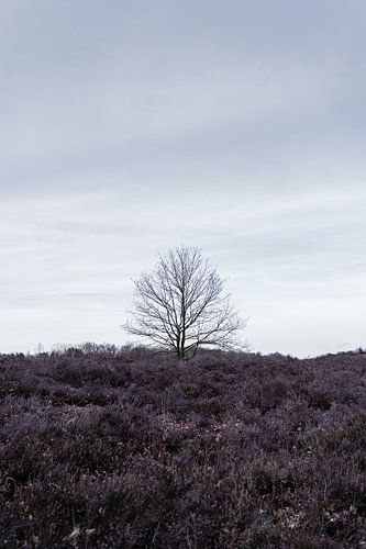 Eenzaam von Bram Laenen