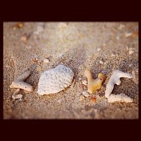 Love shells