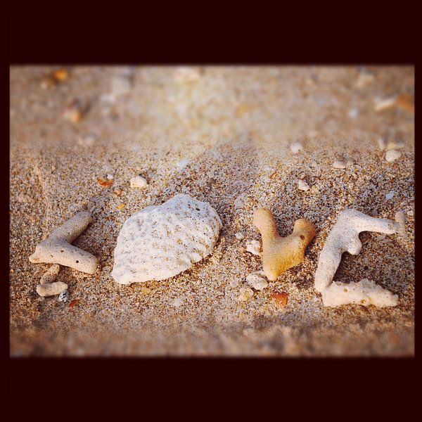 Love shells by Cat Colnot